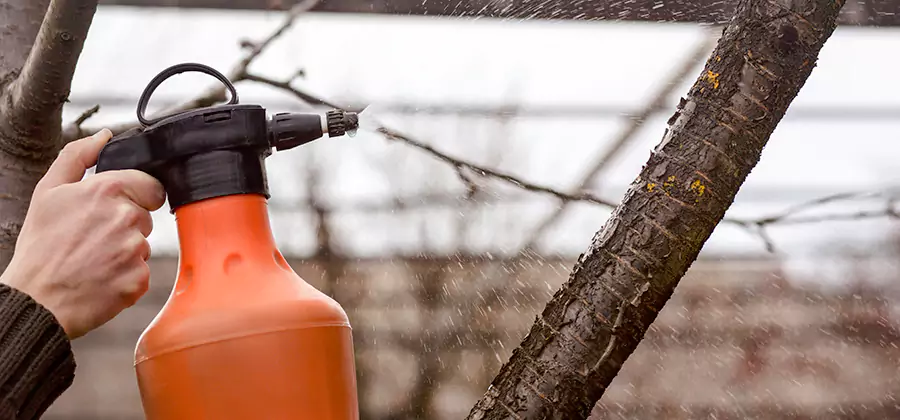 Orange Oil Structural Cavity Treatment in Novi