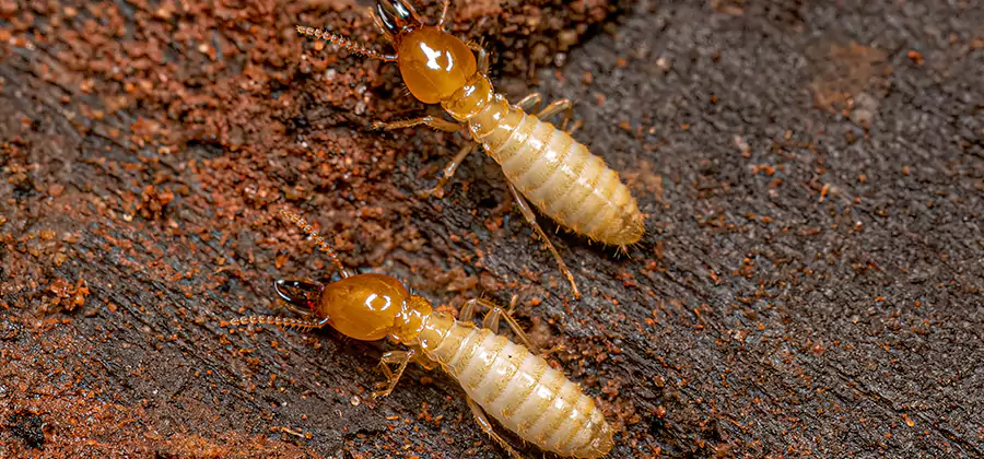 Natural Ant Hill Killer Treatment in Novi