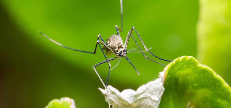 Natural Outdoor Mosquito Repellent in Novi