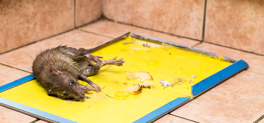 Rat Trapping Service In Novi
