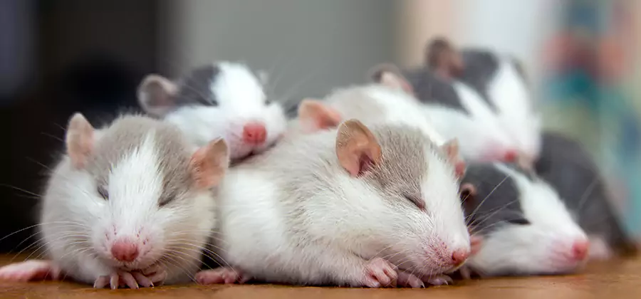 Rat Infestation Exclusion Service in Novi