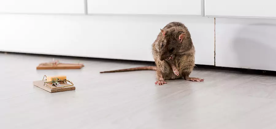 Rat Baiting Removal Service in Novi