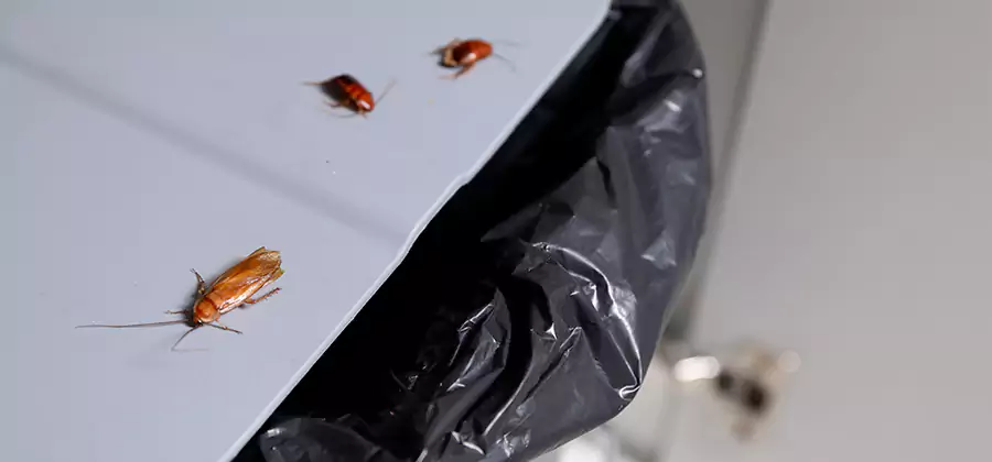 German Roach Pest Control in Novi