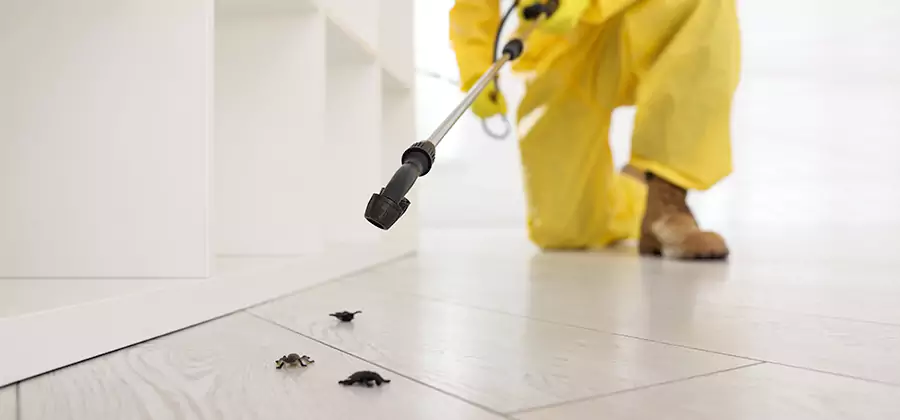 Roach and Bed Bug Exterminator in Novi