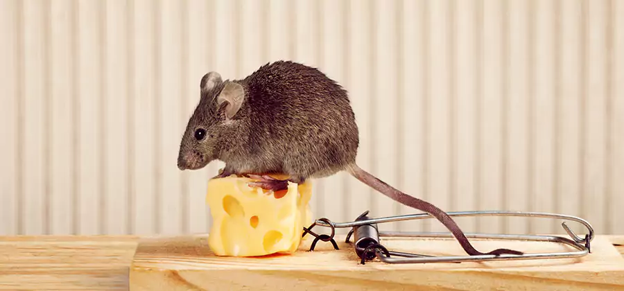 Commercial Rodent Exclusion Services in Novi