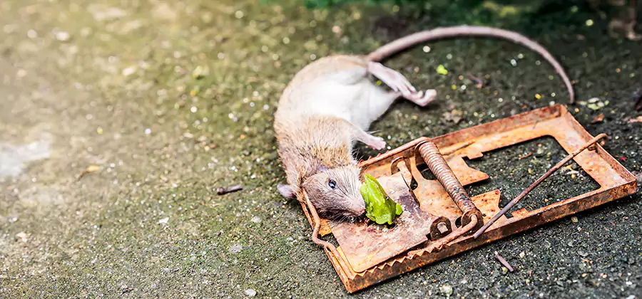 Rat Trapping in Novi