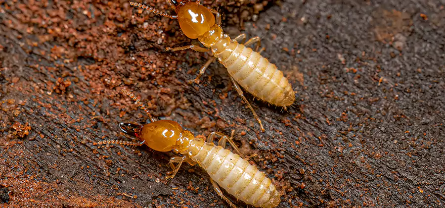 Sentricon Residential Termite Control in Novi