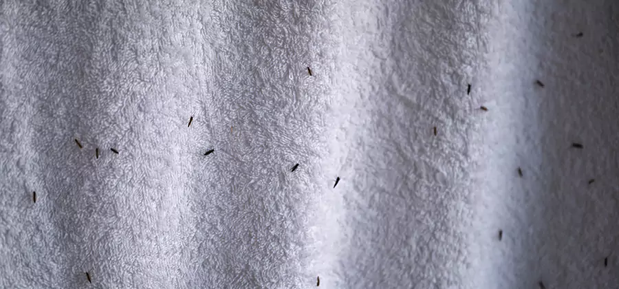 Small Black Ants in Bathroom Treatment in Novi