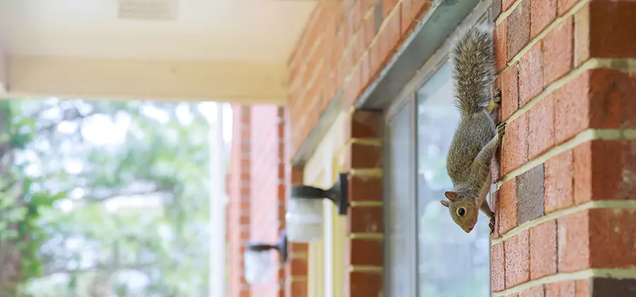Squirrel Inside Walls Removal in Novi
