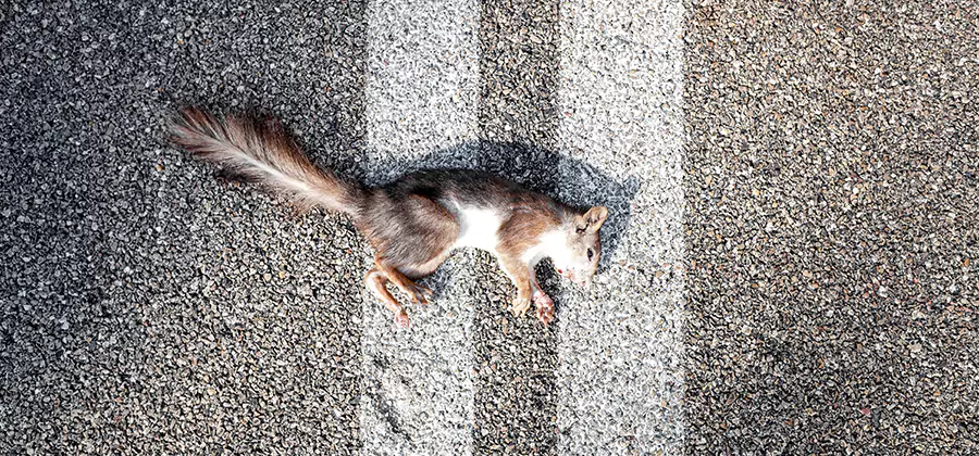 Dead Squirrel Removal in Novi