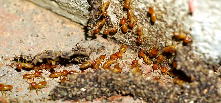 Wood Treatment and Localized Termite Solutions in Novi