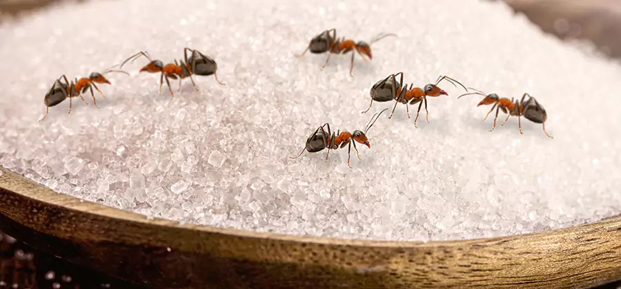 Indoor Sugar Ant Treatment in Novi