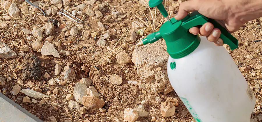 Heat Treatment Termite Cost in Novi