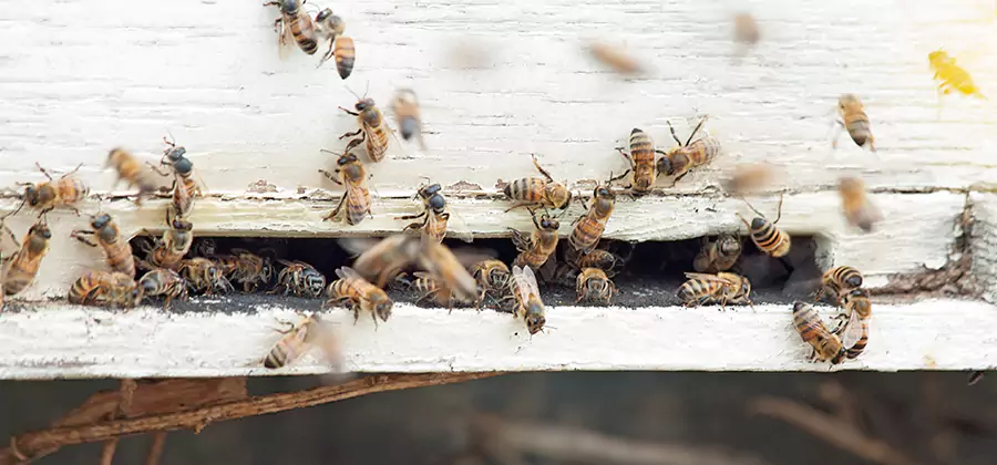 Residential Termite Fumigation in Novi