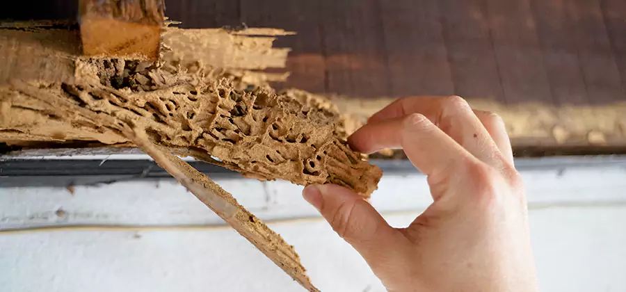 Pre-Purchase Termite Inspection in Novi