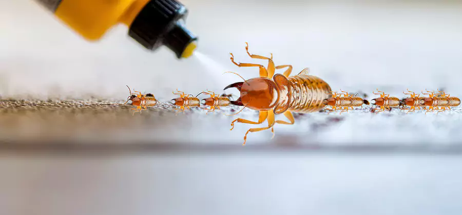 Foundation Termite Spraying Control in Novi