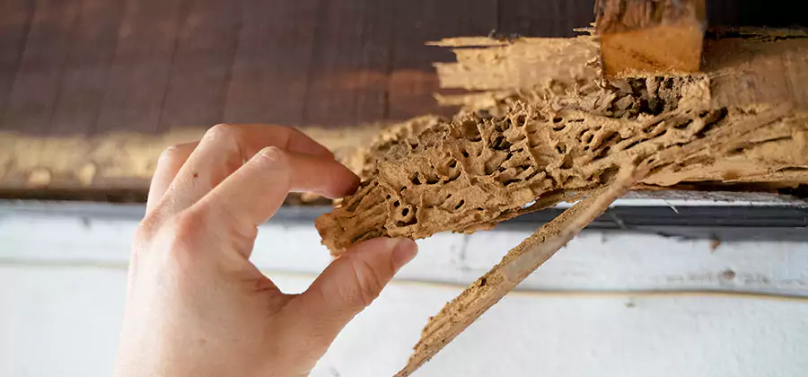 Pre-Construction Termite Treatment in Novi