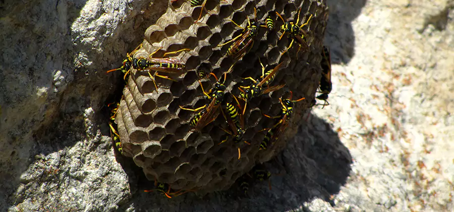 Wasp Nest in Tree Removal Novi