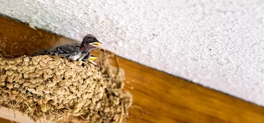 Bird Removal From House in Novi