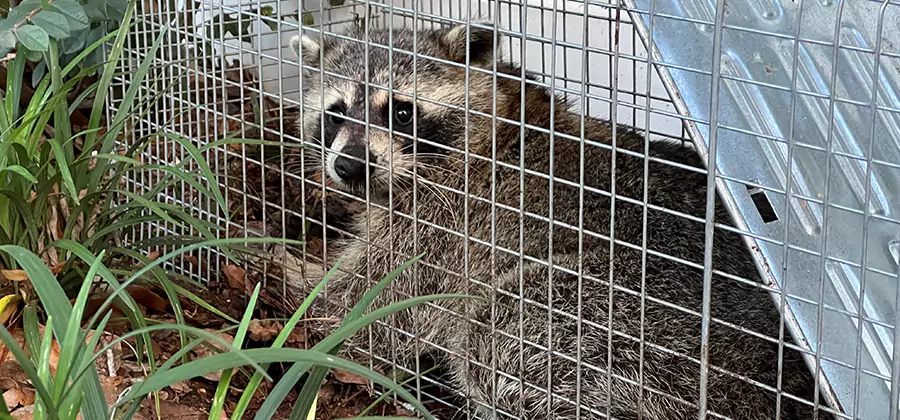 Wildlife Relocation Services in Novi