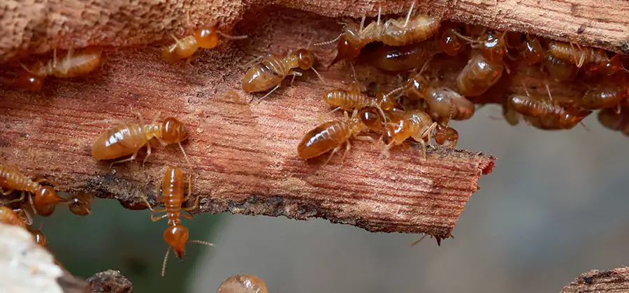 Wood Preservation Termite Treatment in Novi