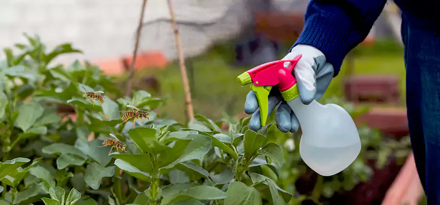 Yellow Jacket Pest Removal for Commercial Properties in Novi