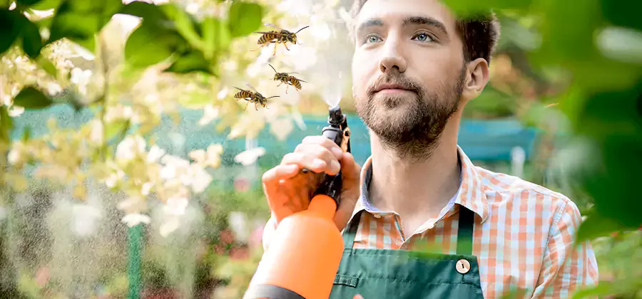 Yellow Jacket Wasp Removal in Novi