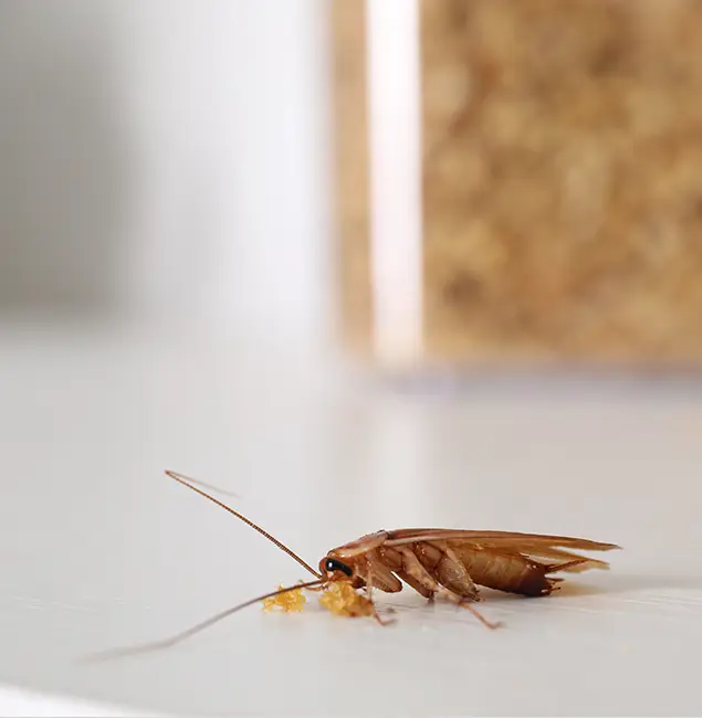 Why Novi Pest Control Pro Stands Out in Novi, MI?