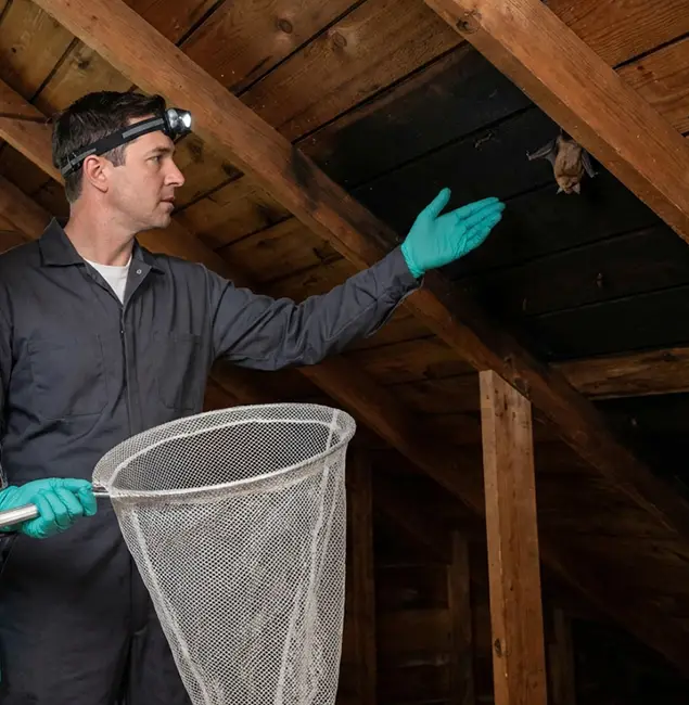 Why Novi Pest Control Pro Is the Right Choice in Novi, MI?