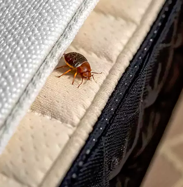 Why Choose Novi Pest Control Pro for Bed Bug Treatment at Home in Novi, MI?