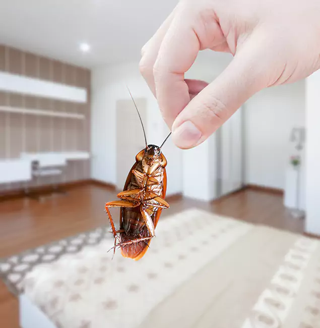 Why Novi Pest Control Pro Stand Out For Bed Bug Inspection in Novi, MI?