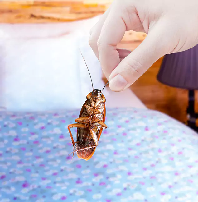 Why Choose Novi Pest Control Pro for Bed Bug Treatment in Novi, MI?
