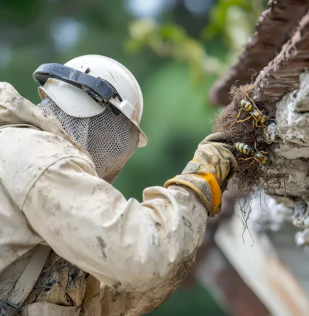 Why Novi Property Owners Choose Novi Pest Control Pro for Bee Exterminator?