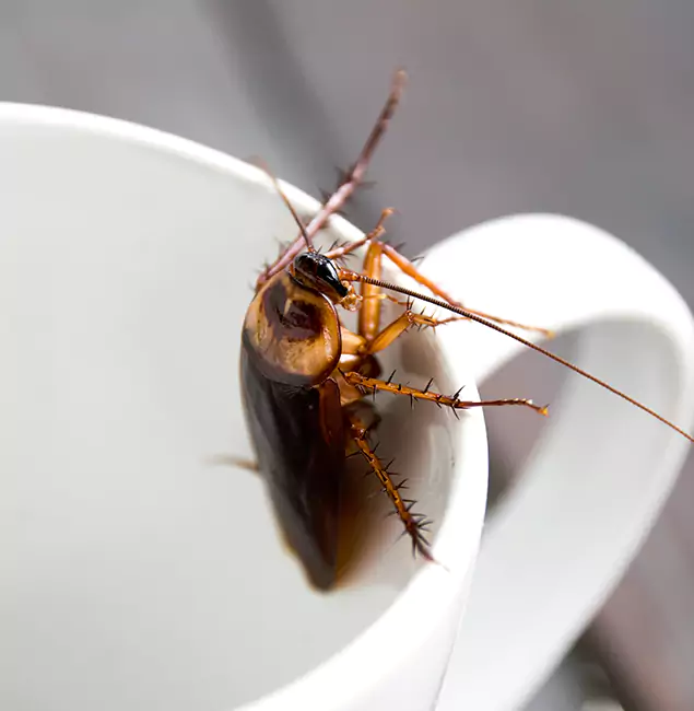 Why Novi, MI Residents Trust Novi Pest Control Pro for Cockroach Fumigation?