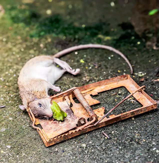 Why Novi, MI Homeowners Trust Novi Pest Control Pro for Rodent Removal?