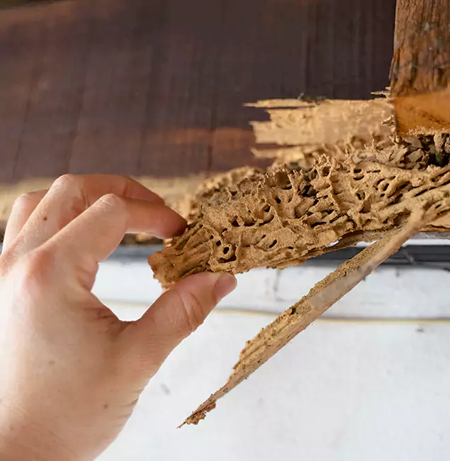 Why Choose Novi Pest Control Pro in Novi, MI?