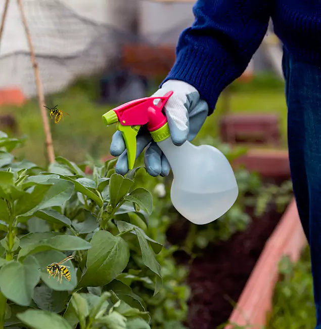 Why Novi Homeowners Choose Novi Pest Control Pro for Honey Bee Removal?
