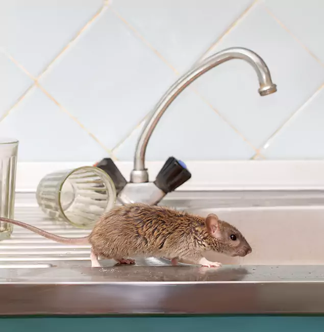 Why Novi, MI Trusts Novi Pest Control Pro for Humane Rodent Control?