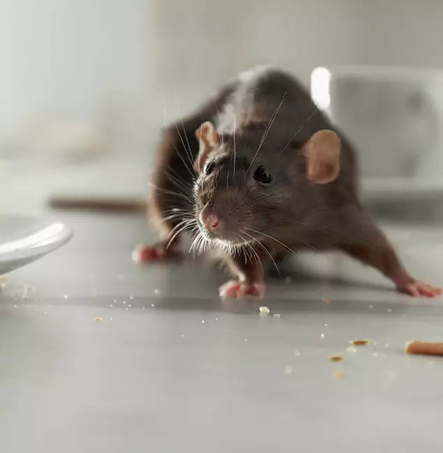 Why Novi Homeowners Choose Novi Pest Control Pro for Mice Control?