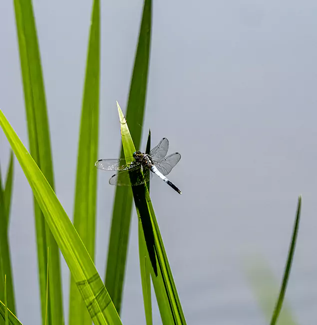 Why Novi Families Trust Novi Pest Control Pro for Mosquito Prevention?