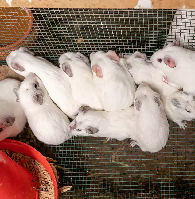 Why Novi Pest Control Pro Is the Trusted Choice in Novi, MI?