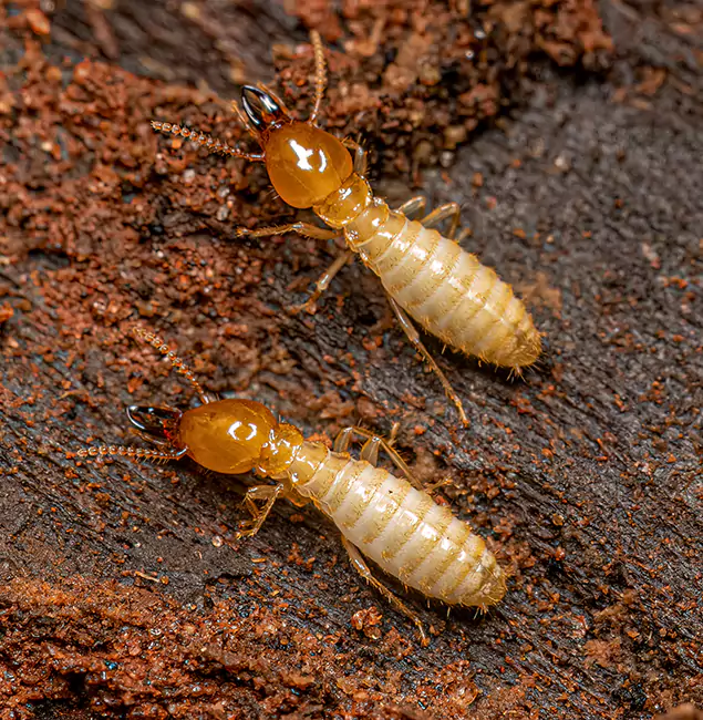 Why Choose Novi Pest Control Pro for Termite Treatment Without Tenting in Novi, MI?