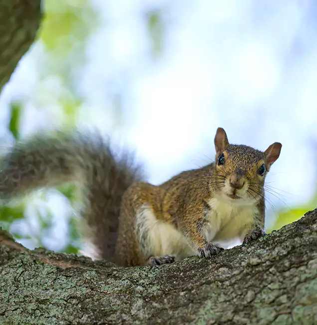 Why Novi, MI Relies on Novi Pest Control Pro for Squirrel Pest Control?