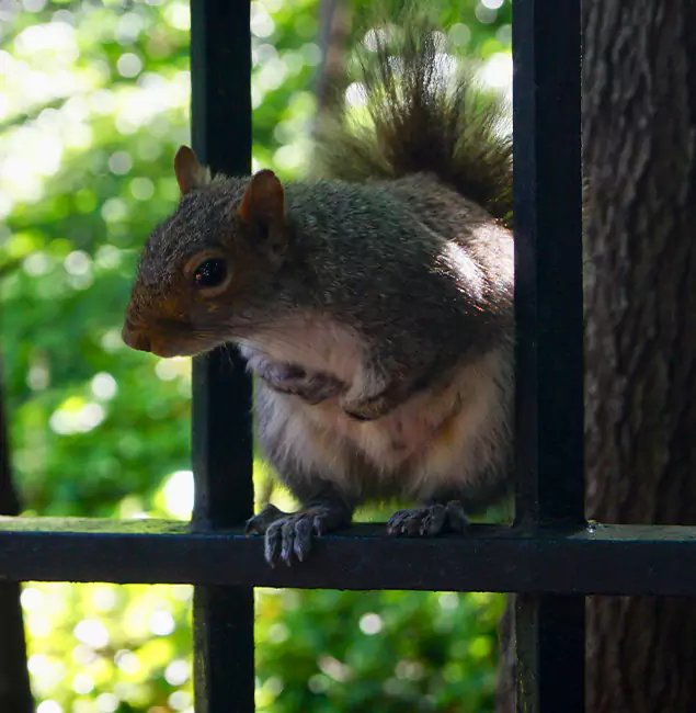 Why Novi, MI Chooses Novi Pest Control Pro for Squirrel Removal?