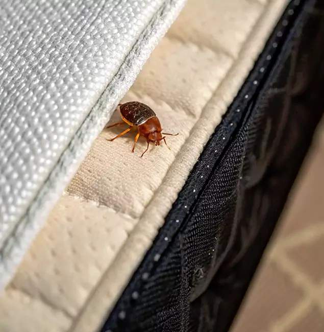 Why Novi Homeowners Trust Novi Pest Control Pro for Tick Treatment?