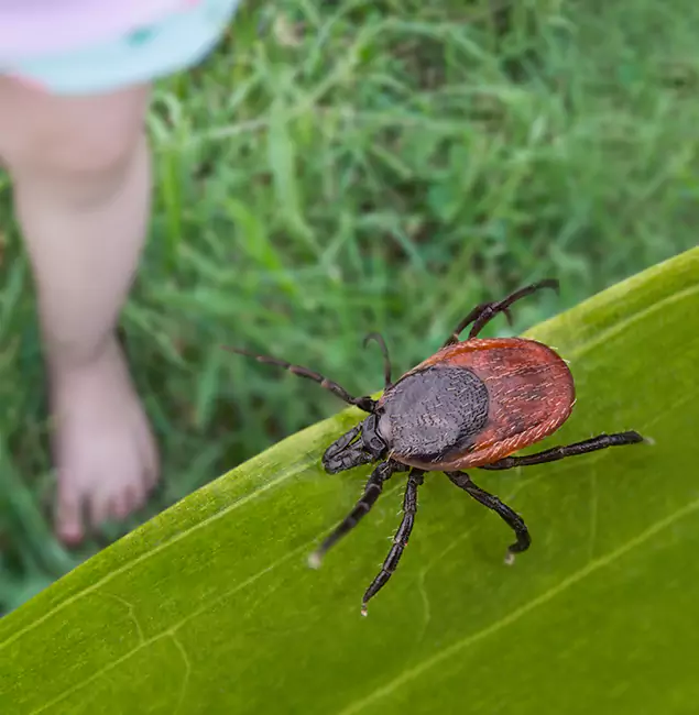 Why Novi Homeowners Choose Novi Pest Control Pro for Tick Extermination?