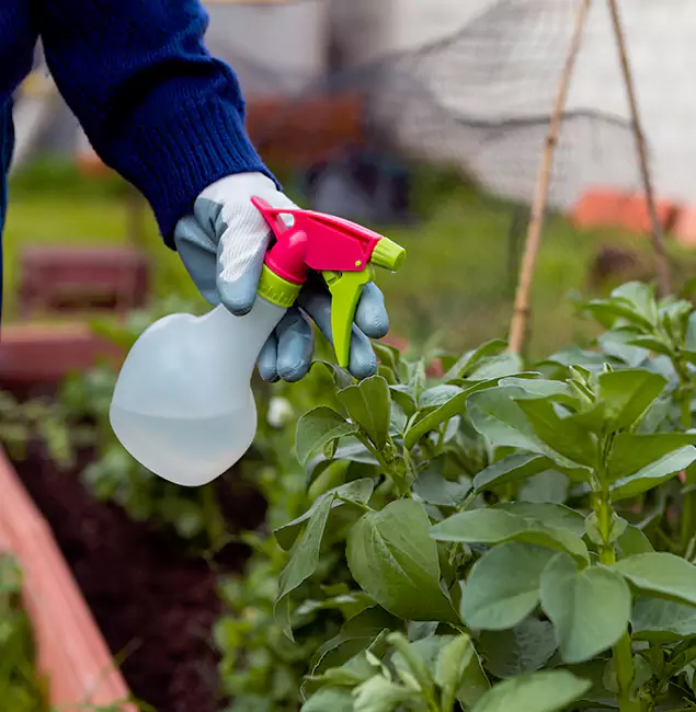 Why Novi Relies on Novi Pest Control Pro for Wasp Control Services?