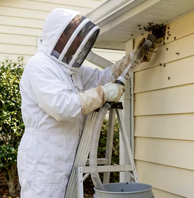 Why Novi Trusts Novi Pest Control Pro for Wasp Control?