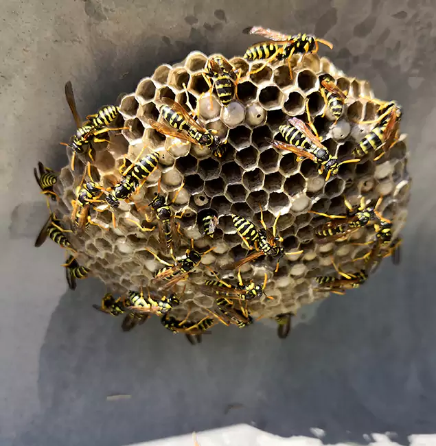 Why Novi Chooses Novi Pest Control Pro for Wasp Control Services?