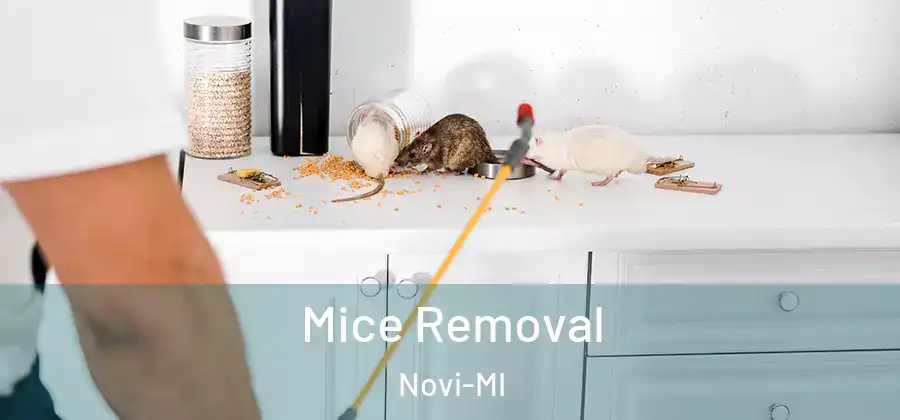 Mice Removal Novi-MI